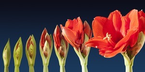 Amaryllis Growing in Stages
