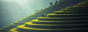 Rice Plantation
