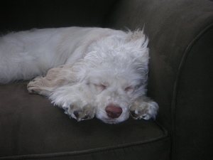 Ruby asleep on the couch